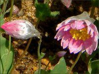 ���[�_���Z(Rhodanthe) 