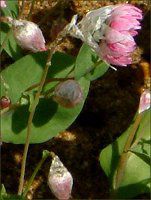 ���[�_���Z(Rhodanthe) 