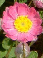 ���[�_���Z(Rhodanthe) 