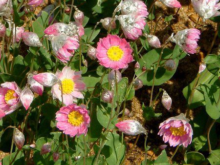 ���[�_���Z(Rhodanthe)
