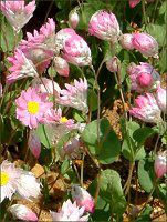 ���[�_���Z(Rhodanthe) 