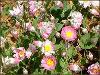 ���[�_���Z(Rhodanthe) 