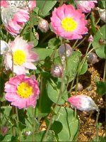 ���[�_���Z(Rhodanthe) 