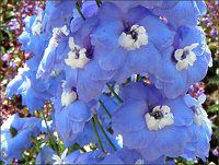 �f���t�B�j�E��(Delphinium)