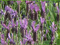 �X�g�G�J�X���x���_(Stoechas lavender)