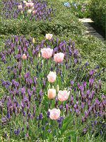 �t�����`���x���_�[(Flench lavender) 