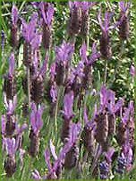 �t�����`���x���_�[(Flench lavender) 