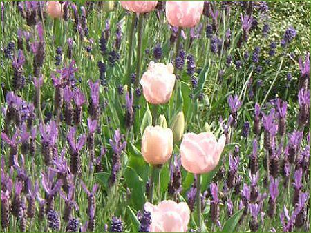 �t�����`���x���_�[ (F��ench lavender)