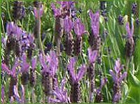 �t�����`���x���_�[(Flench lavender) 
