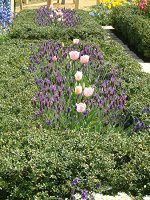 �t�����`���x���_�[(Flench lavender) 