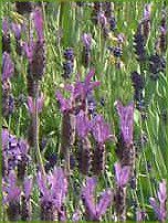 �t�����`���x���_�[(Flench lavender) 