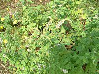 �A�b�v���~���g(Apple mint)