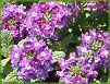 �o�[�x�i(Verbena)