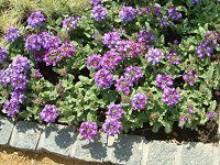 �o�[�x�i(Verbena)