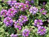 �o�[�x�i(Verbena)