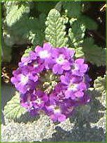 �o�[�x�i(Verbena