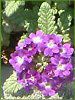 �o�[�x�i(Verbena)