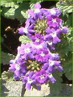 �o�[�x�i(Verbena)