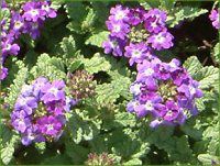 �o�[�x�i(Verbena)