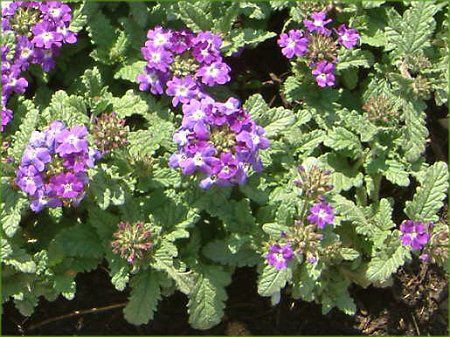 �o�[�x�i(Verbena)