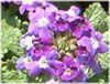 �o�[�x�i(Verbena)