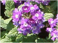 �o�[�x�i(Verbena)