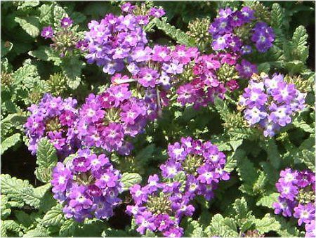�o�[�x�i(Verbena)-Purple-spring