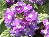 �o�[�x�i(Verbena)