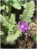 �o�[�x�i(Verbena)