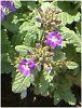 �o�[�x�i(Verbena)