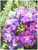 �o�[�x�i(Verbena)