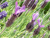 �t�����`���x���_�[9 (F��ench lavender)