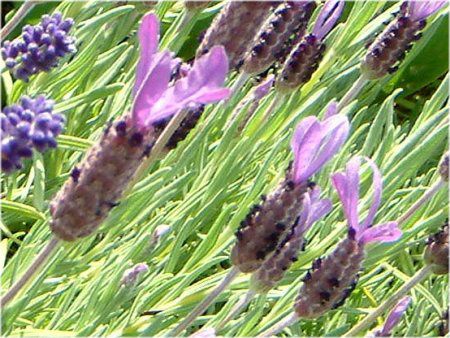 �t�����`���x���_�[ (F��ench lavender)