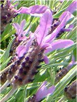 �t�����`���x���_�[(Flench lavender) 