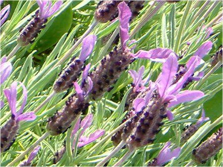 �t�����`���x���_�[ (F��ench lavender)