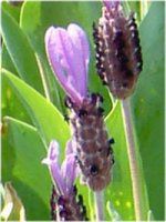 �t�����`���x���_�[ �iFlench lavender�j