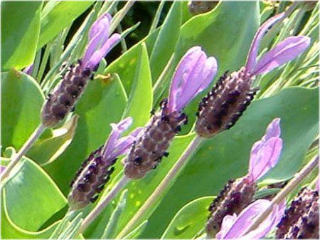 �t�����`���x���_�[ (F��ench lavender)