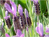 �t�����`���x���_�[4 (F��ench lavender)