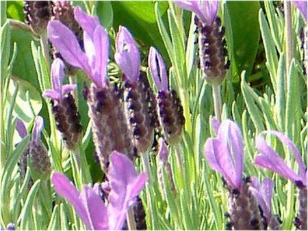 �t�����`���x���_�[ (F��ench lavender)