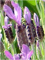 �t�����`���x���_�[(Flench lavender) 