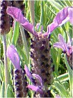 �t�����`���x���_�[(Flench lavender)