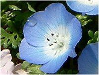 �l���t�B�������W�[�W�[�C���V�O�j�X�u���[(Nemophila menziesii Insignis blue)