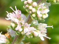 �A�b�v���~���g�iApple mint�j
