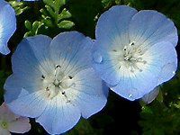 �l���t�B���E�����W�[�W�[ '�C���V�O�j�X�u���['