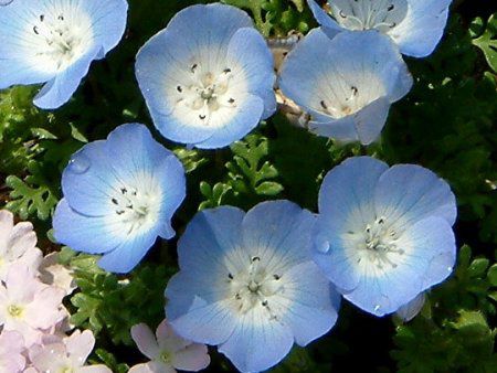 �l���t�B�������W�[�W�[�C���V�O�j�X�u���[