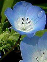 �l���t�B���E�����W�[�W�[ '�C���V�O�j�X�u���['
