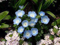 �l���t�B�������W�[�W�[�C���V�O�j�X�u���[
