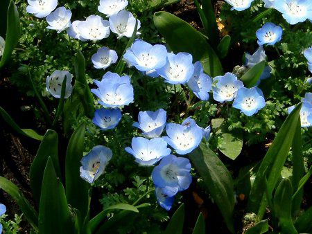 �l���t�B�������W�[�W�[�C���V�O�j�X�u���[