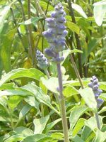 �u���[�T���r�A(Blue salvia)