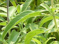 �u���[�T���r�A(Blue salvia)